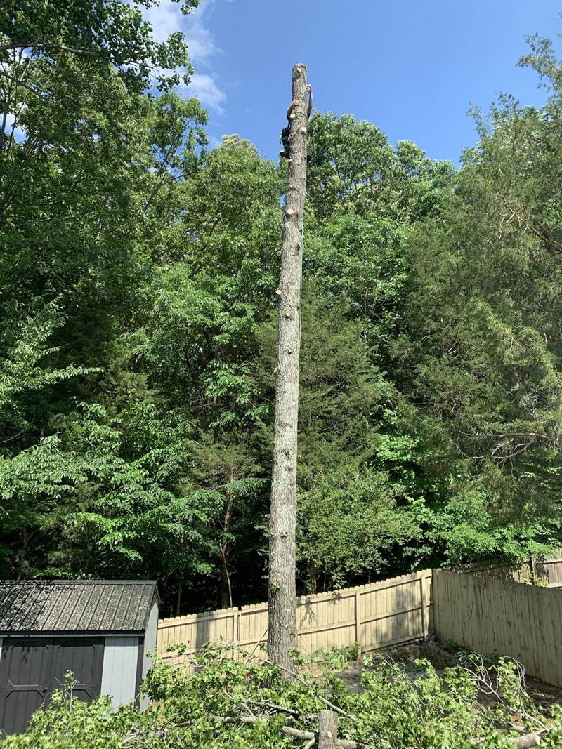 Spider lift among tall trees